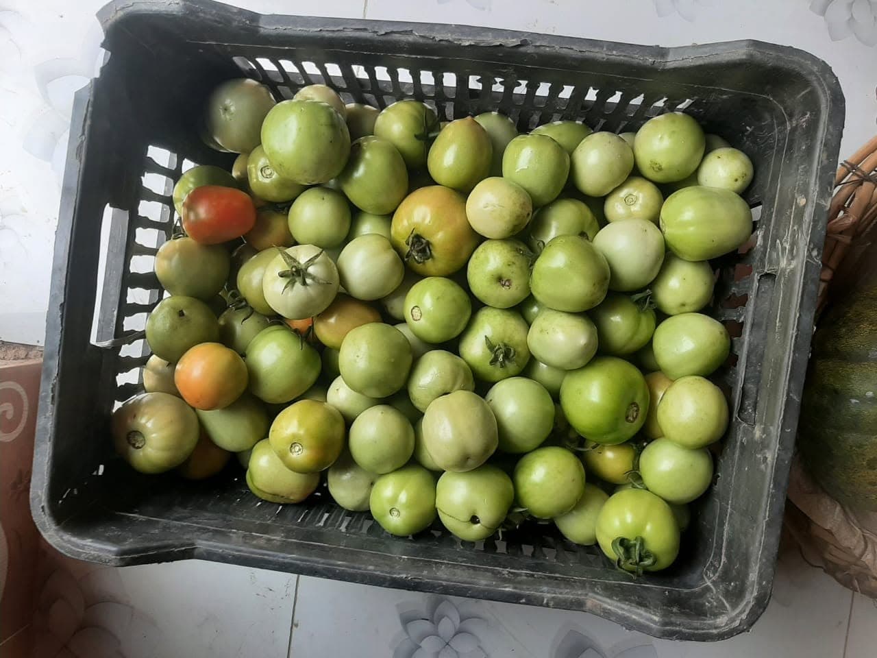 Vine-Fresh Tomatoes