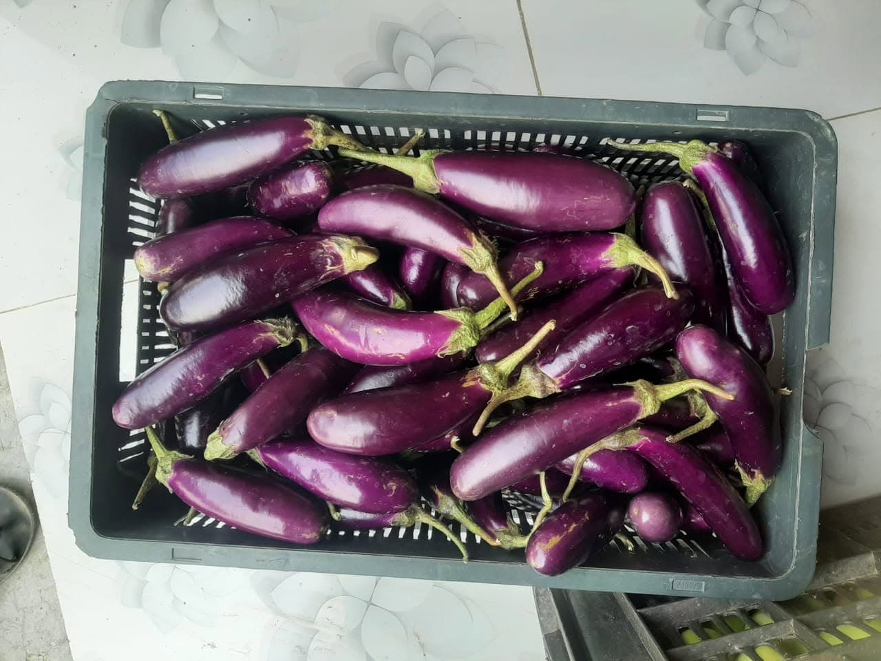 Purple Eggplants (Brinjal)