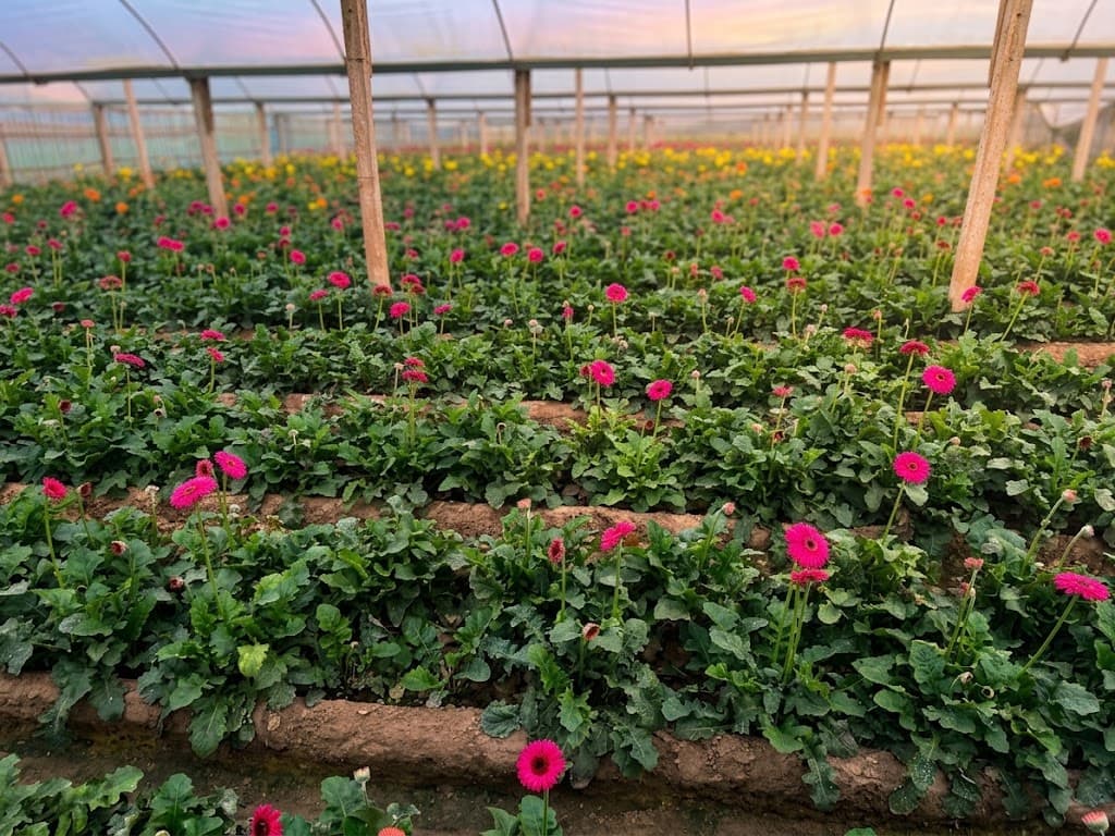 Greenhouse Gerbera & Cut Flowers