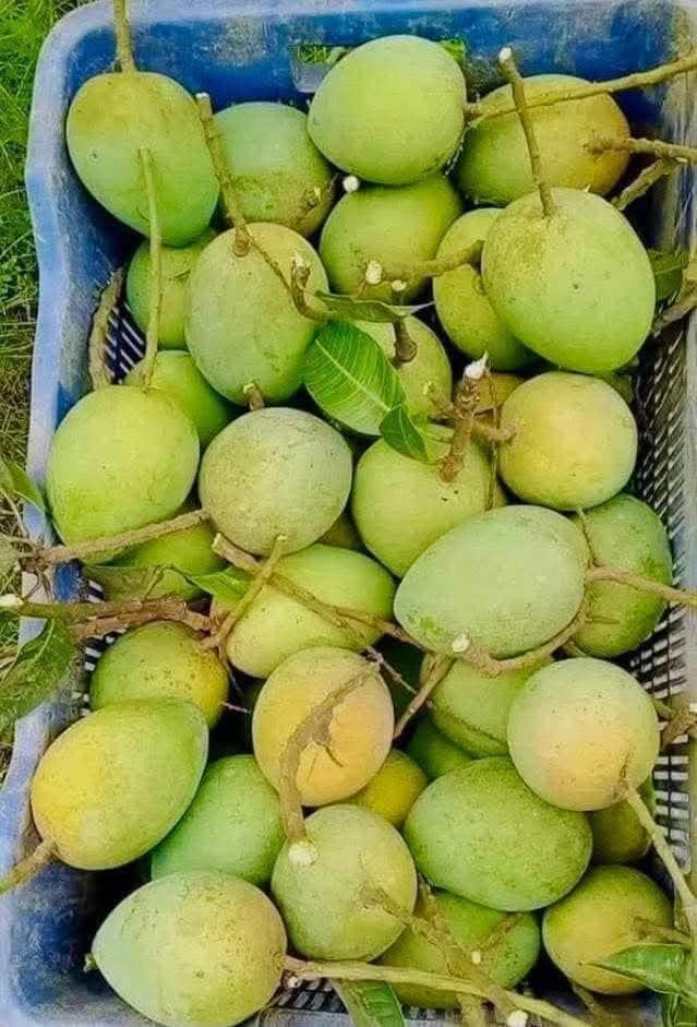 Harvested Farm Mango Baskets