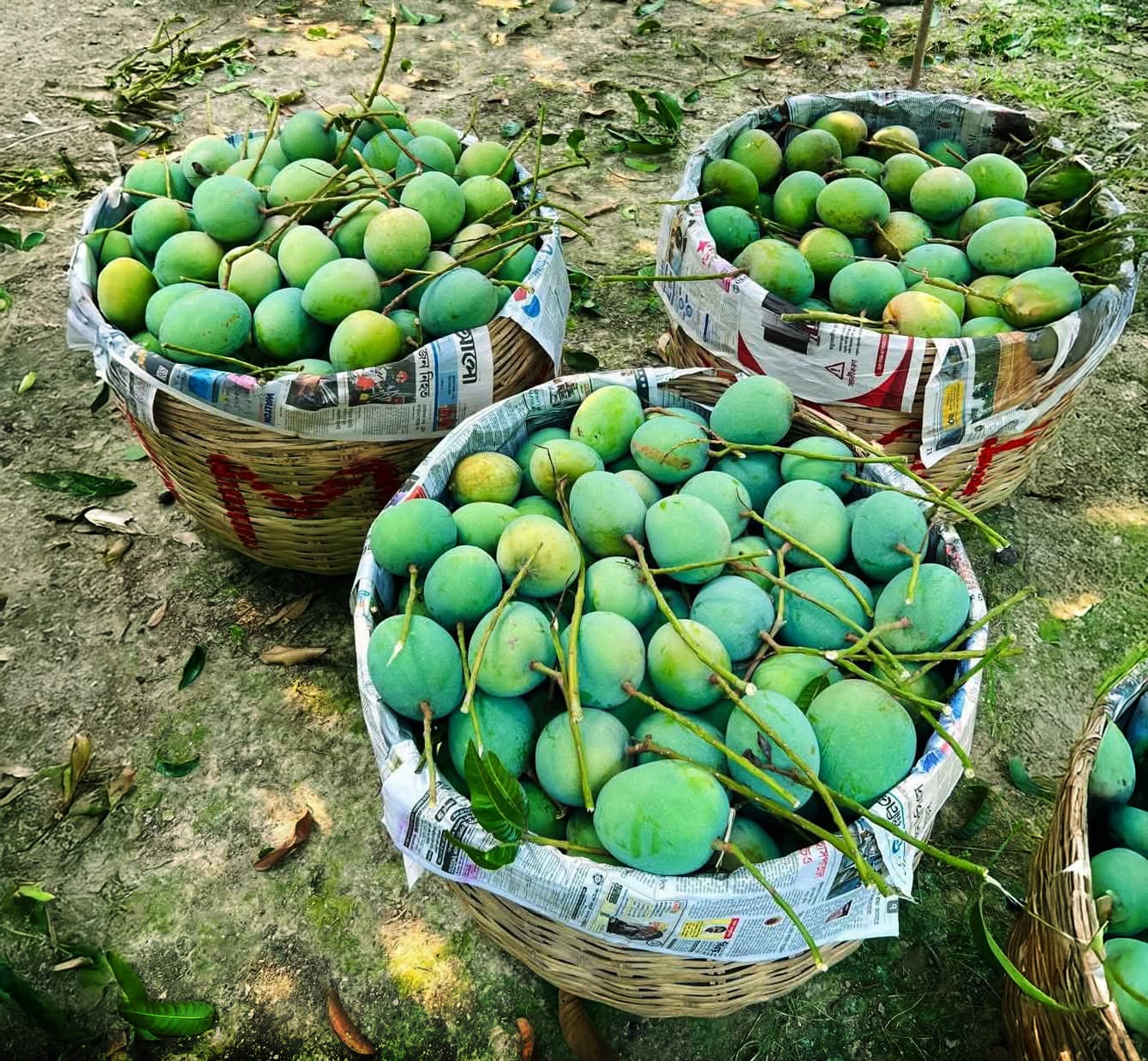 Sweet Orchard Mangoes
