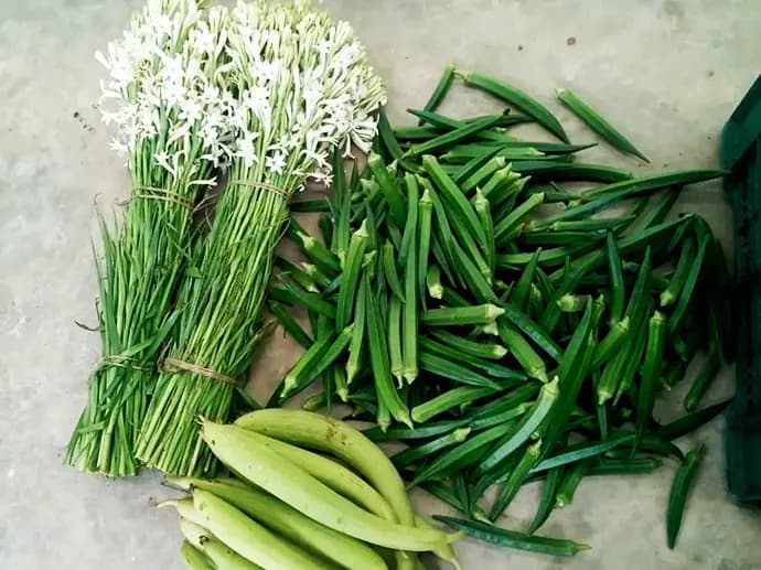 Fresh Tuberose Blooms & Harvest