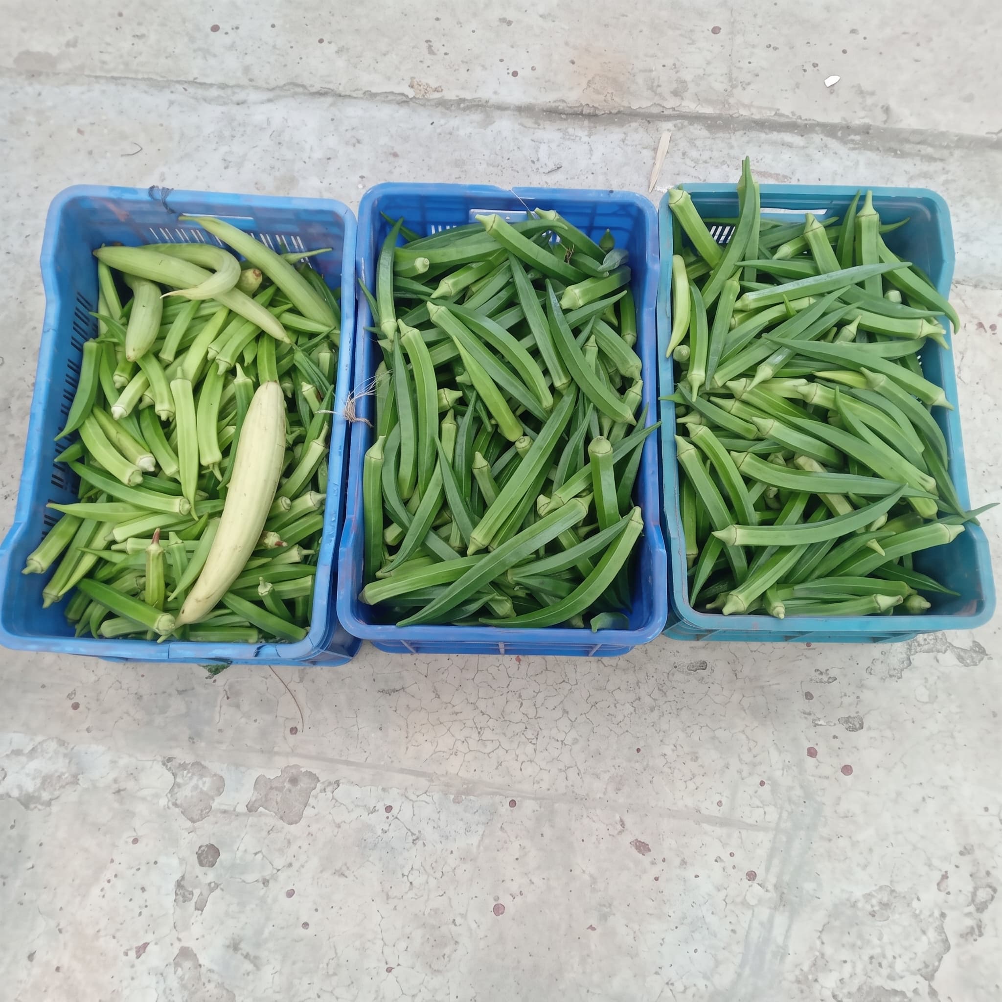 Field Okra & Green Vegetables