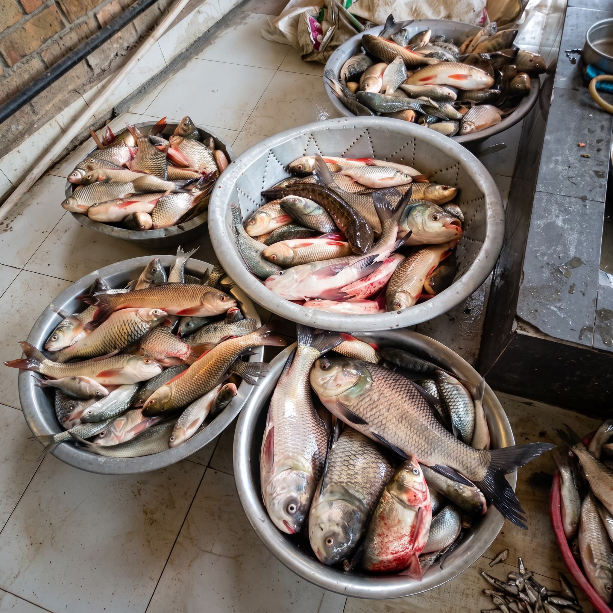 Sampan Fresh Fish Harvest